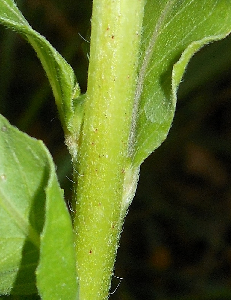 Oenothera chicaginensis / Enagra di Chicago